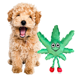 MJ the Weed Leaf 420 Dog Toy