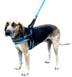Sporn Easy Fit Dog Harness Blue (size: Medium 1 count)