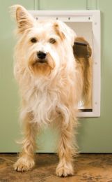 PetSafe Plastic Dog Door (size: medium)